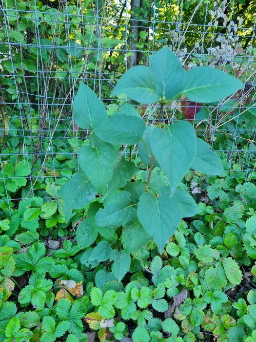 Na sprzedaż bez lilak