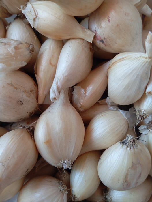 Продам кущiвку двох сортiв