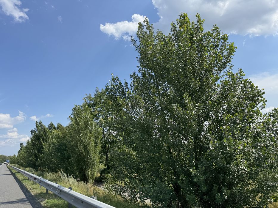 Земельна ділянка.Фасад ! 8га! с.Микуличі