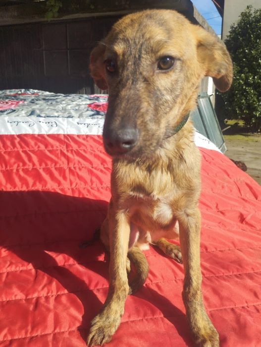 Caramelo para adoção muito responsável