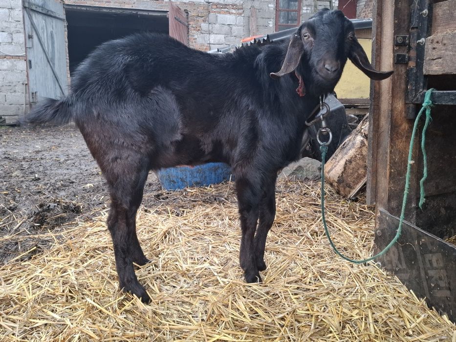 Koziołek Anglonubijski