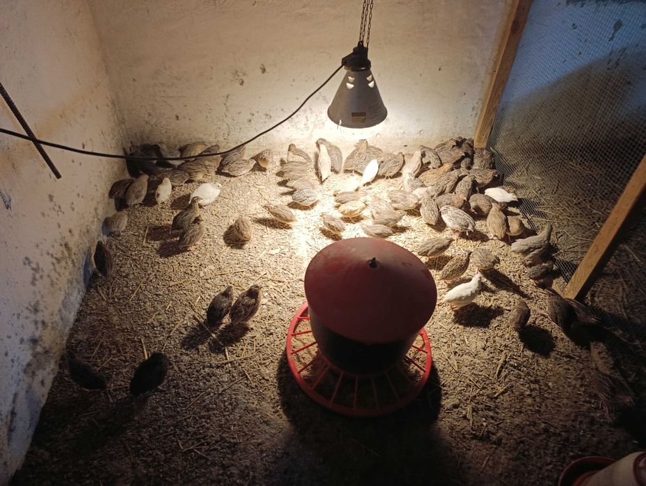 Przepiórki japońskie