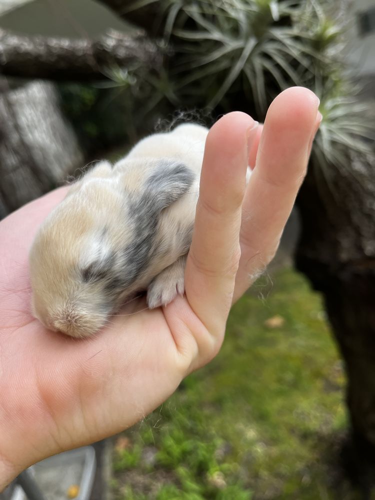 Coelhos MINI LOP bebés