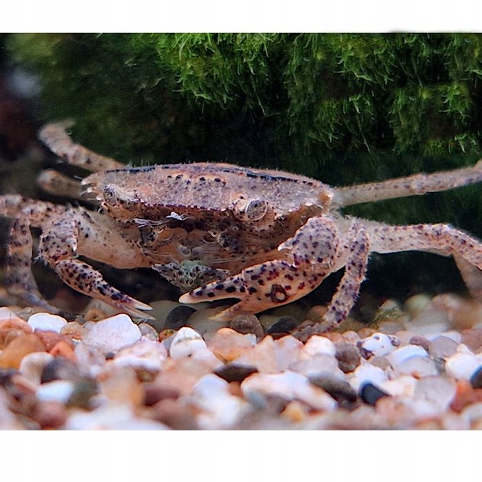 Krab Mekhong Aqualife