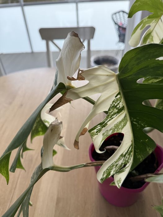 Monstera variegata odchowana sadzonka około 45 cm