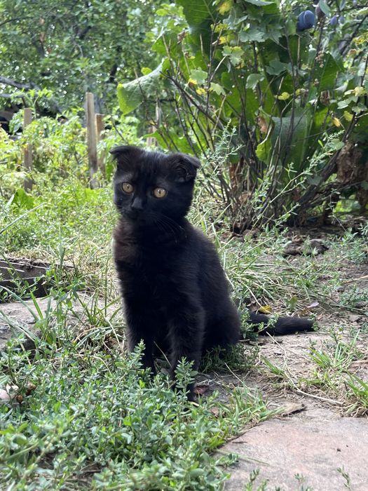 Висловухе чорне кошеня