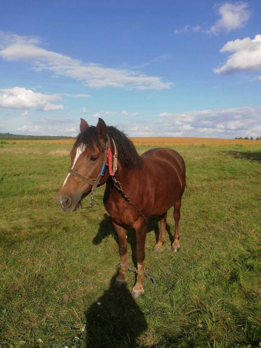 Продається кобила. Спокійна, 10 років