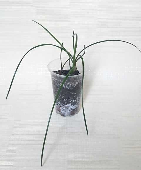 Продам зефірантес сорту candida, по 3 цибулини у вазоні