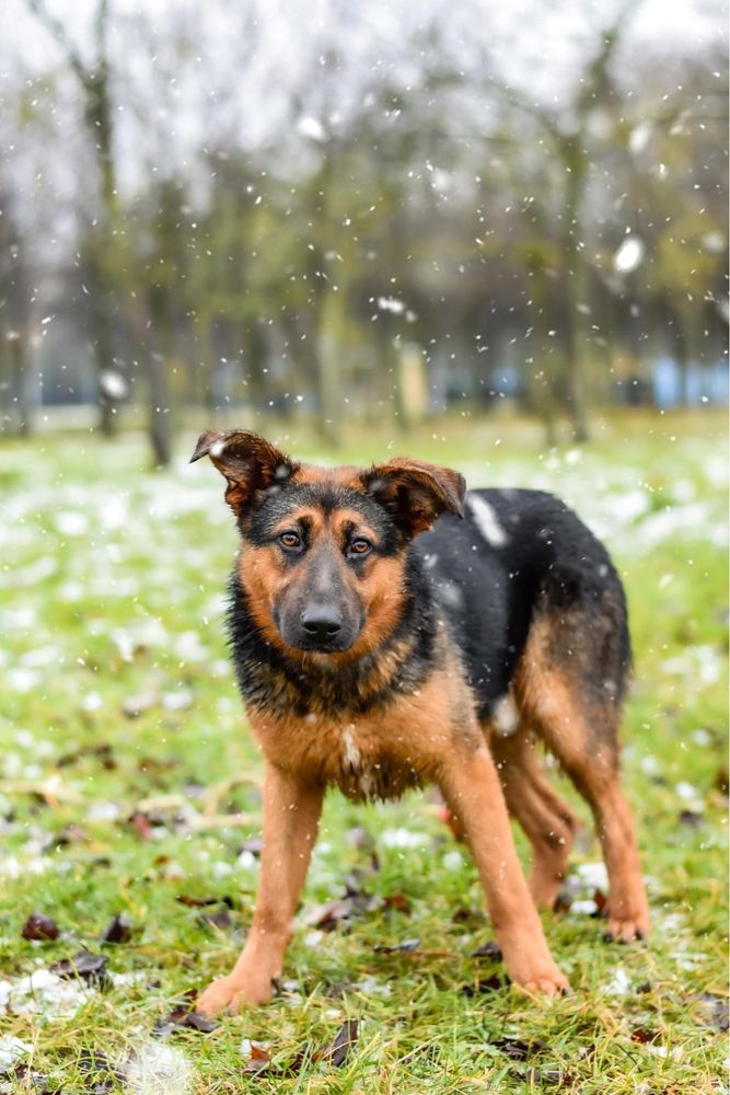 Piękna młoda suczka w typie owczarka niemieckiego do adopcji