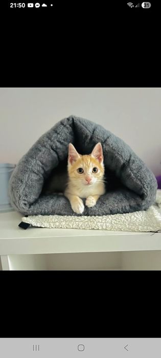 Котика безкоштовно