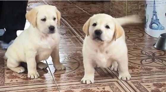 Продам щенков Лабрадор