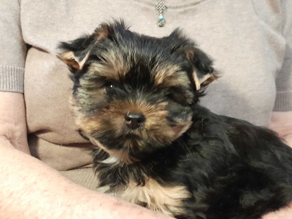 Yorkshire Terrier piesek 4-pokoleniowy rodowód