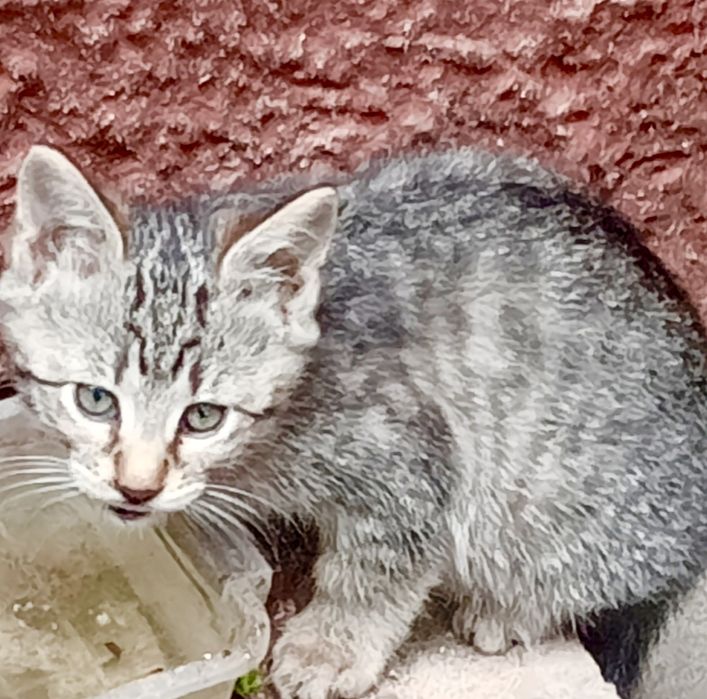 Кошенят в добрі руки