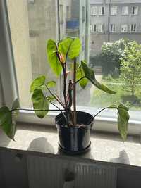 Philodendron roslinka dolniczkiwa