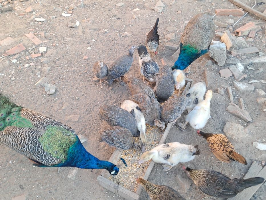 Vendo galinhas de angola