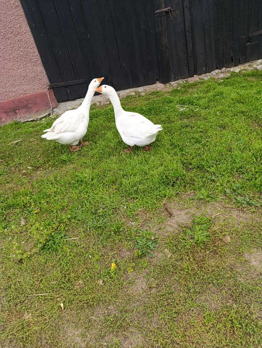 Sprzedam gęsi duże młode