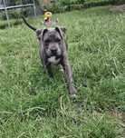 Amstaff blue (dziewczynka)