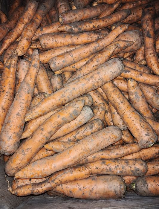 Marchew na sok!!! Wysyłam