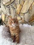 Maine Coon rudy kocurek