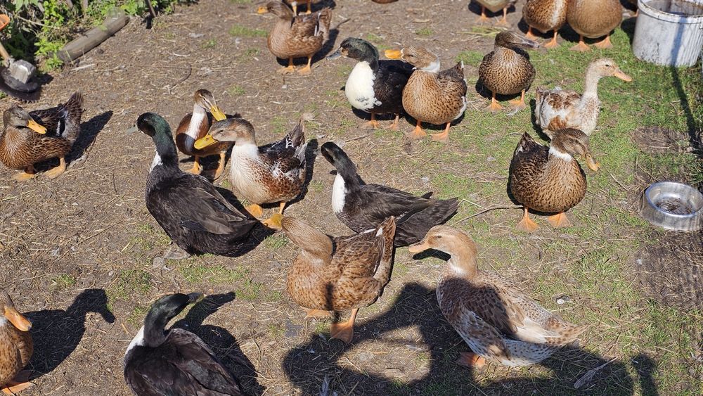Kaczka staropolska oraz dworka