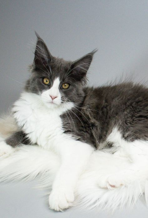 Мейнкун дівчинка з родословною