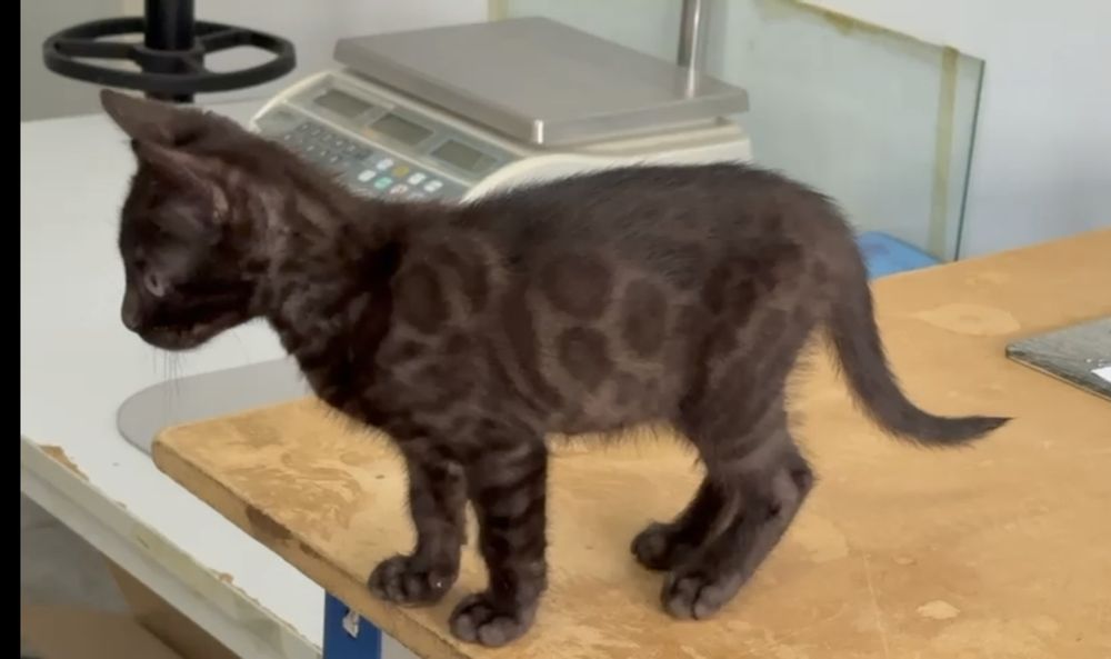 Bengal charcoal top