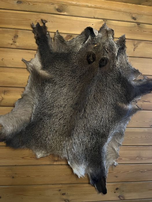 Skóra z dzika ( bardzo duża )