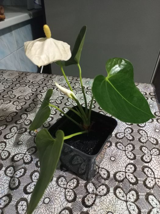 Відростки квітки антуріум