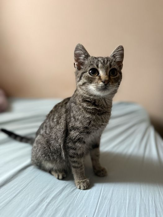 Кішечка в добрі руки