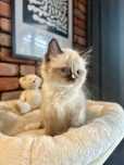 Ragdoll kocur kocurek seal mitted FPL Fife Fci do wydania rodowód