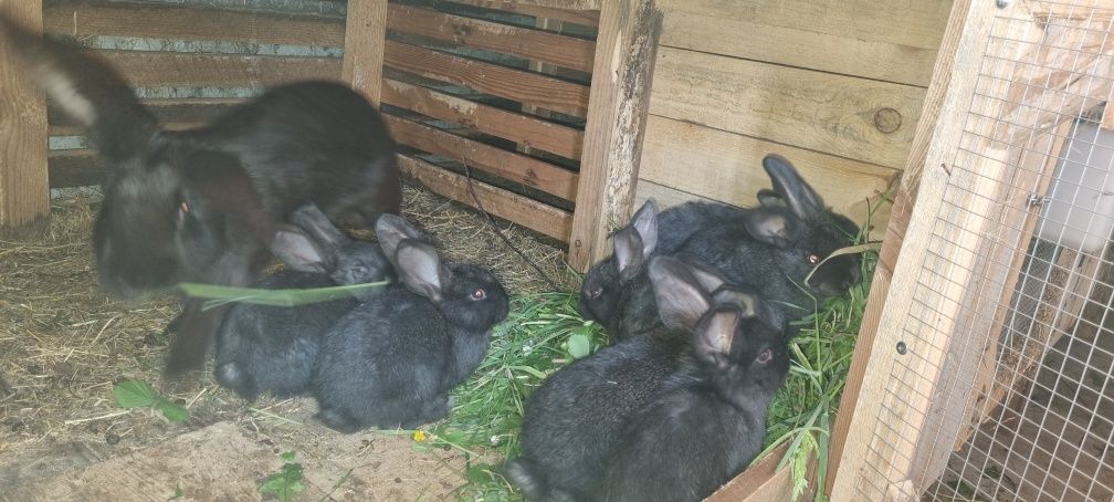 Belgi barany francuskie zapraszam do opisu