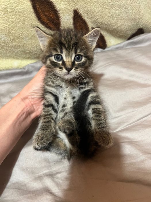 Котики кошенята безкоштовно