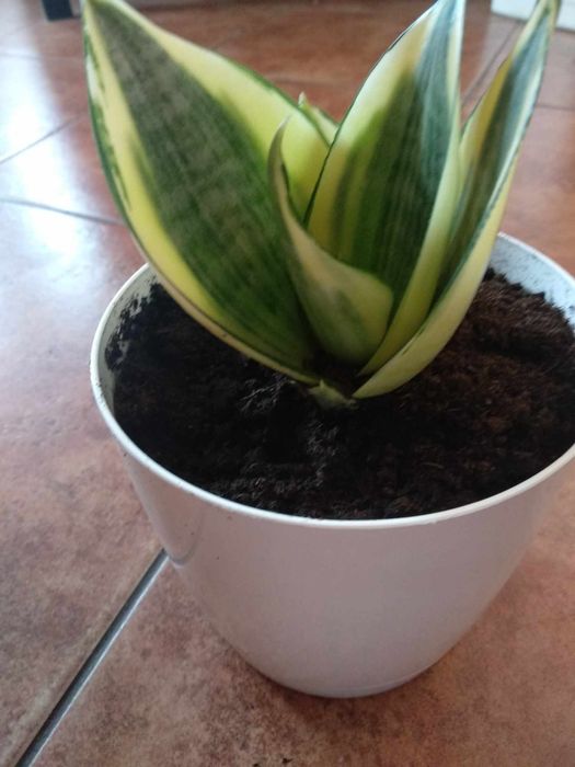 Sansewieria z doniczką