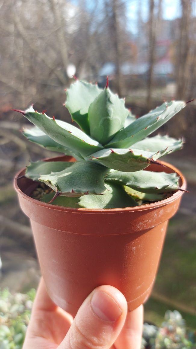 Agave Istmensis Агава Истменсис  compact form