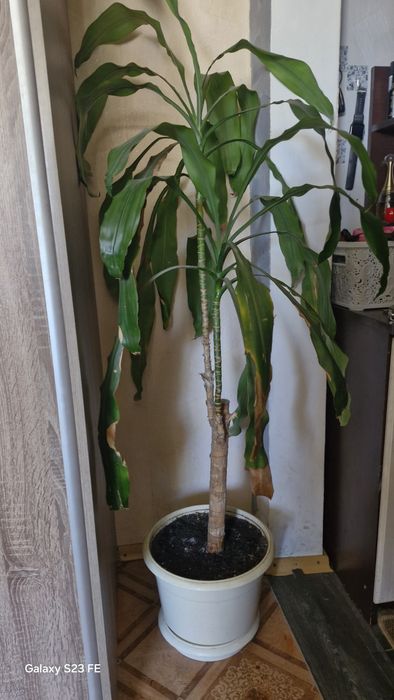 Драцена запашна зелена