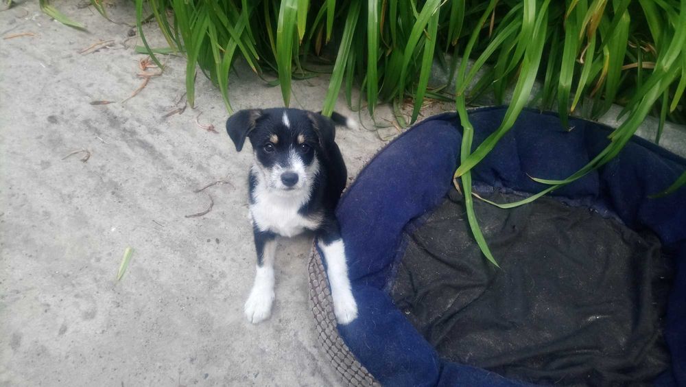 Суперскі здорові Цуценята хлопчики шукають родину 19.05