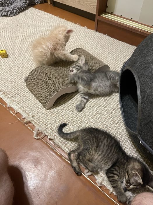 Отдадим котят добрым людям.