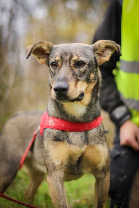 Calineczka  jako pięciomiesięczny szczeniaczek skazana za niewinność