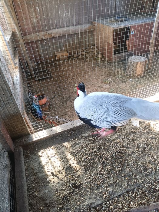 Bażanty  srebrne młode