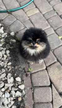 Szpic pomeranian miniaturowy FCI ZKwP