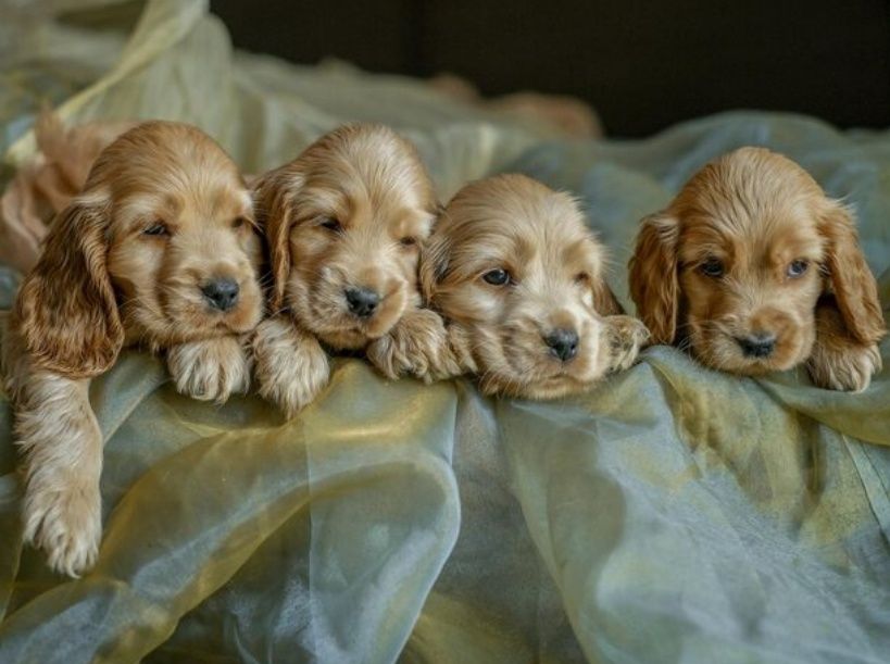 Англійський кокер-спаніель — дівчатка, які дарують любов.