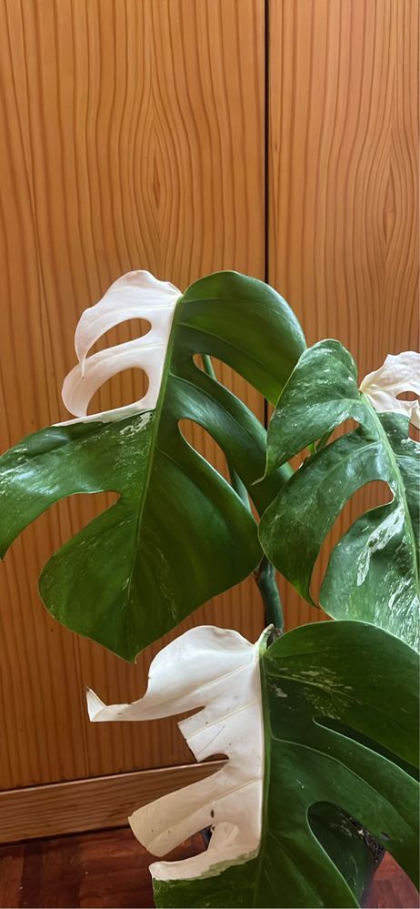 Planta Monstera variagata albo
