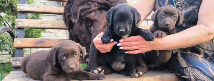 Шоколадный и черный Лабрадор Ретривер щенки питомника