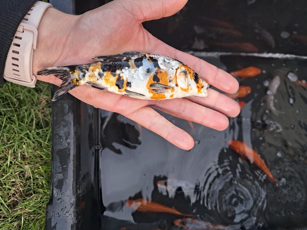 Karp koi narybek kroczek Karp Tołpyga lin