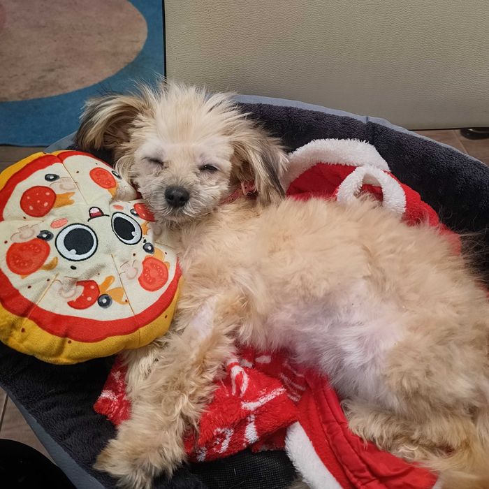 Oddam pieska w dobre ręce