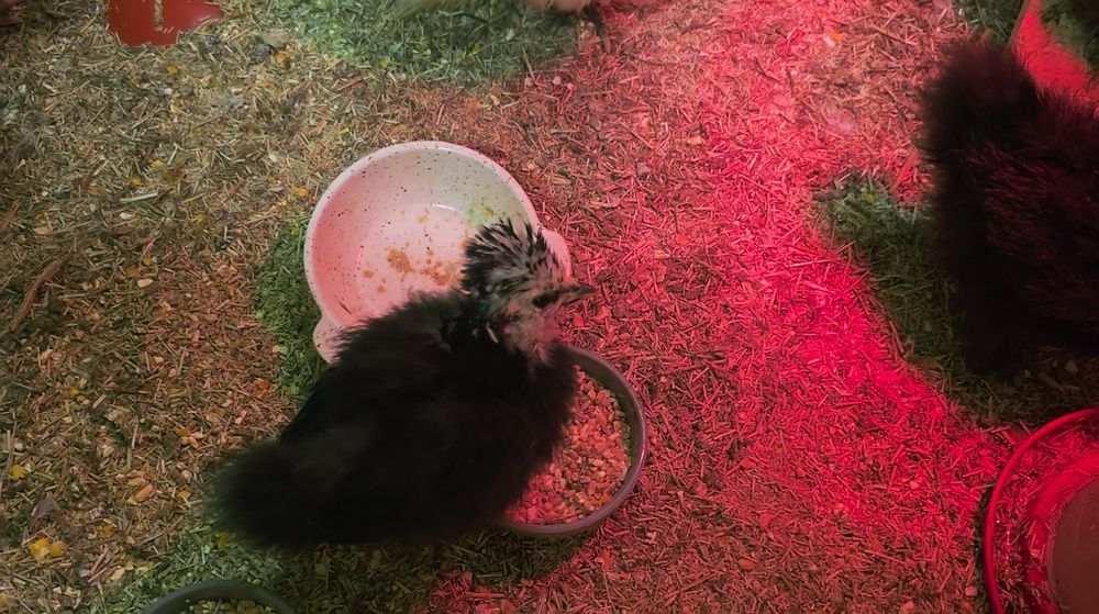 Silkie Jedwabiste USA