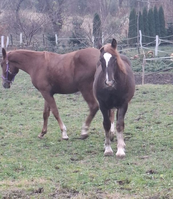 Źróbka zimnokrwista