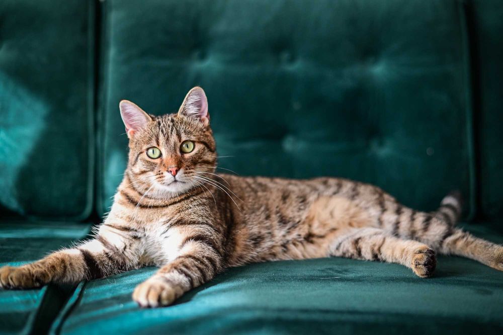 Loluś do adopcji
