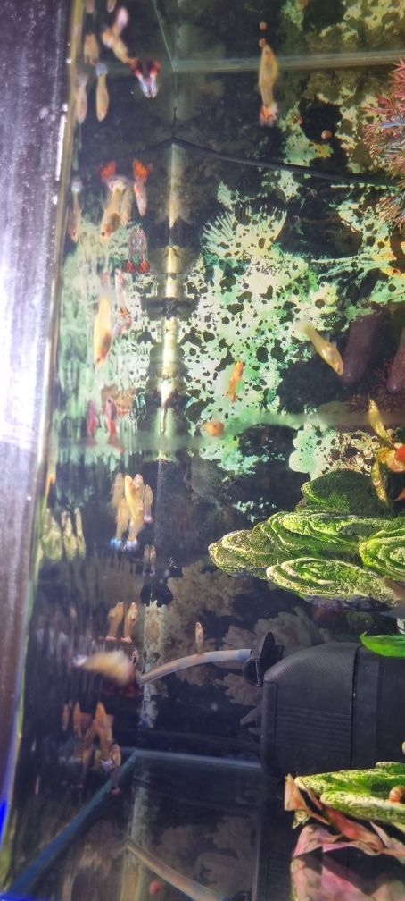 Guppys peixes de aquario