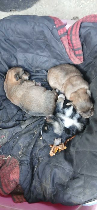 Карликові цуценята. НЕ ЧИСТОПОРОДНІ!!!